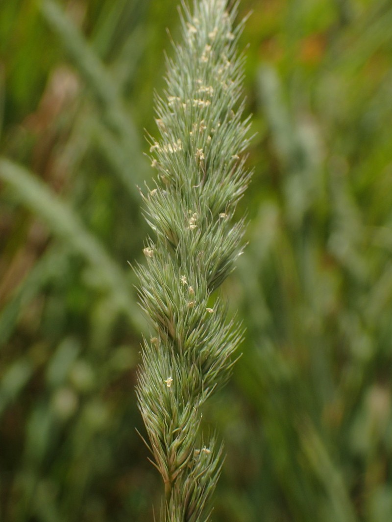 Marsh Muhly photo 6