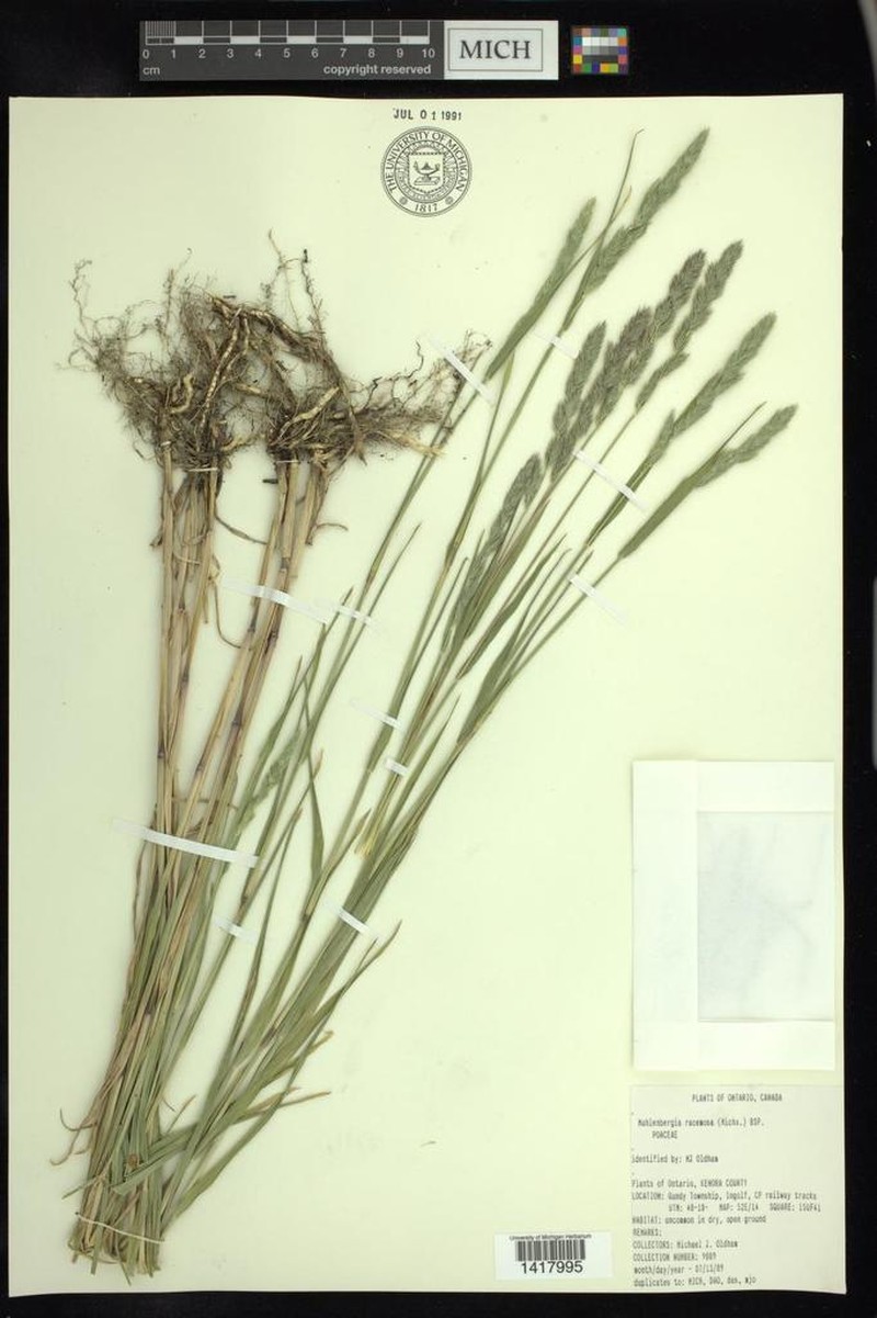 Marsh Muhly photo 8