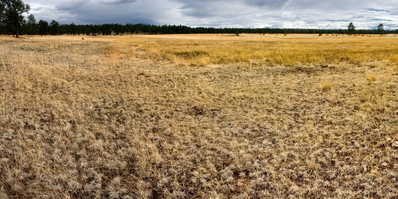 Green Muhly photo 2