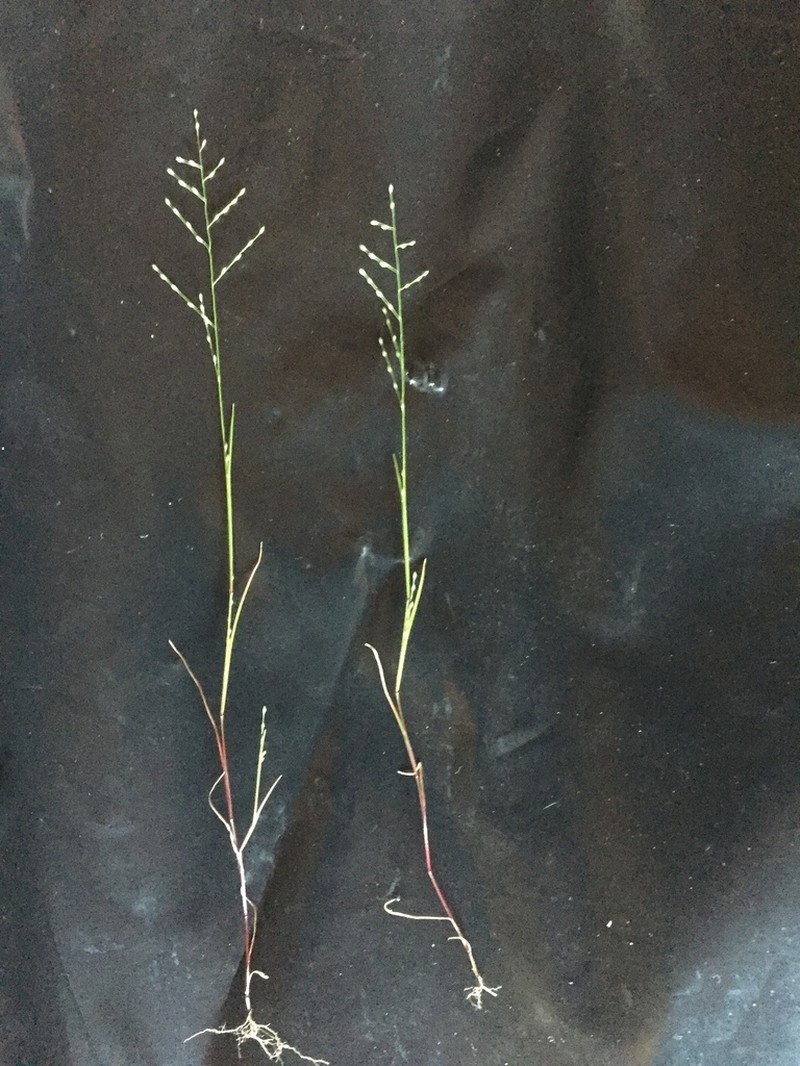 Green Muhly photo 2