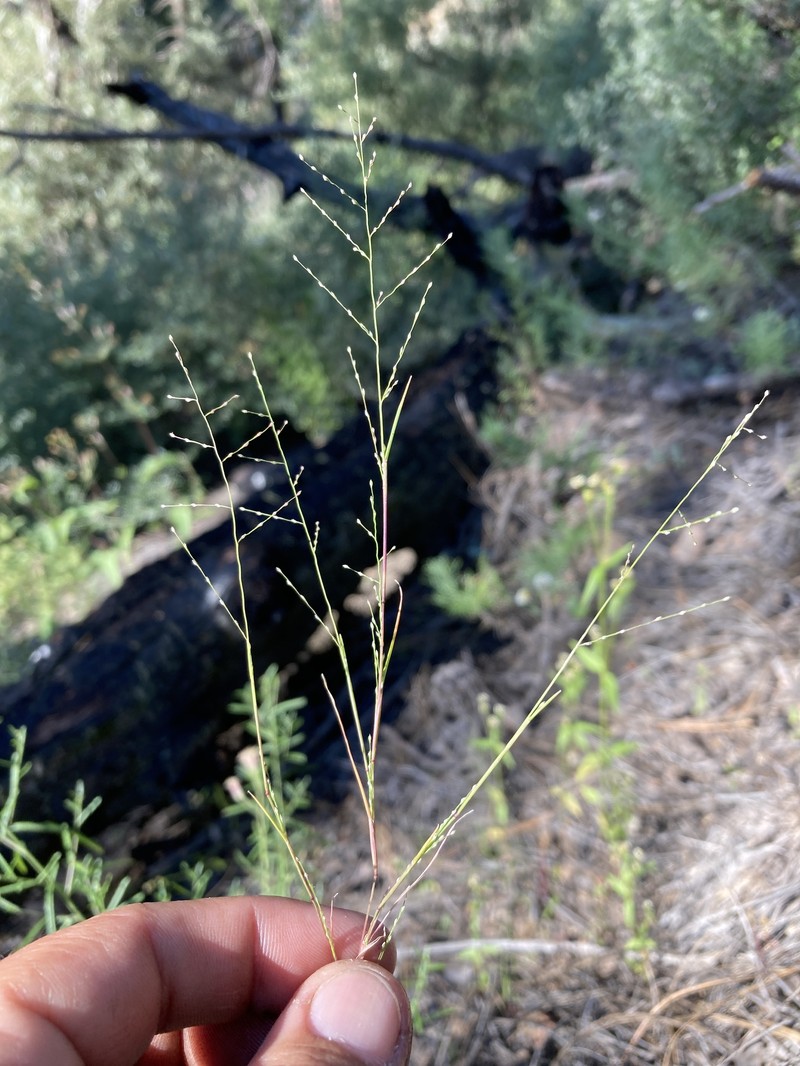 Green Muhly photo 4