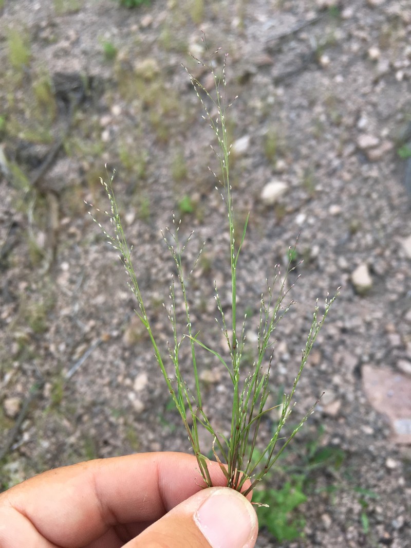 Green Muhly photo 5