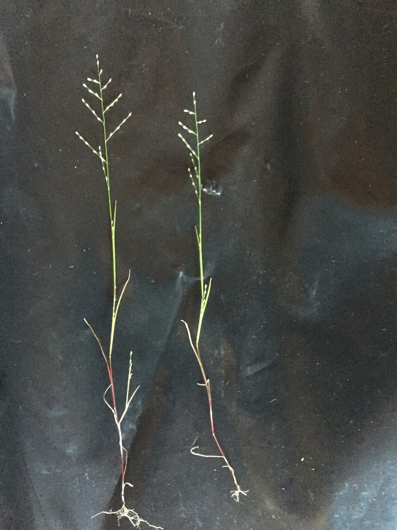 Green Muhly photo 6