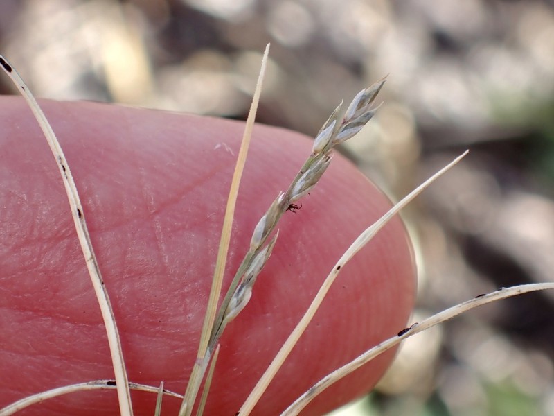 Creeping Muhly
