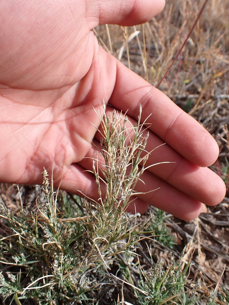 Creeping Muhly photo 2