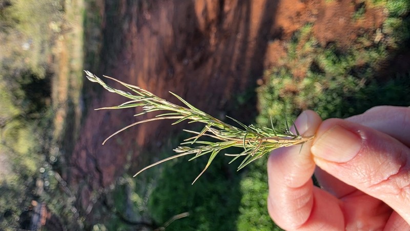 Creeping Muhly photo 3