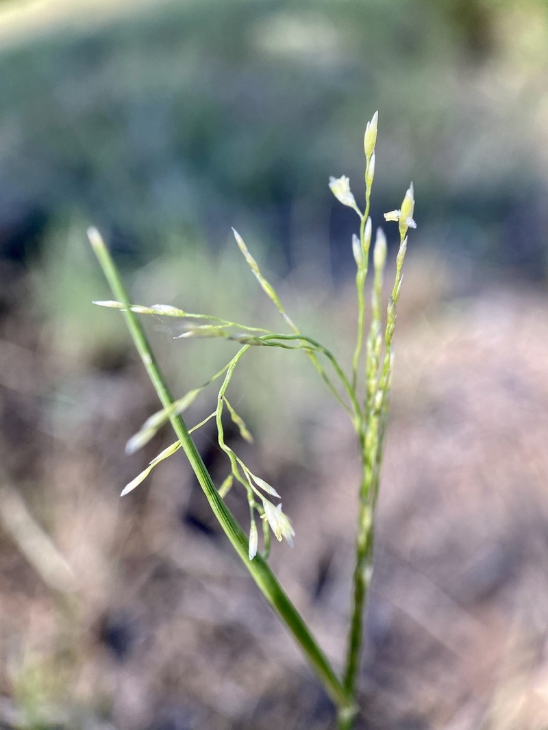 Creeping Muhly photo 4