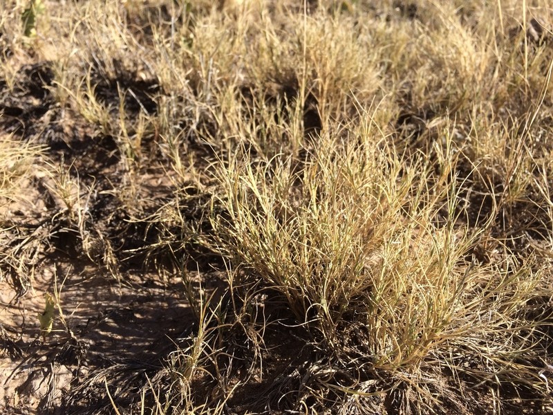 Creeping Muhly photo 5