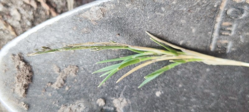 Creeping Muhly photo 6