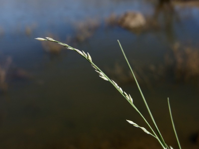 Creeping Muhly photo 7
