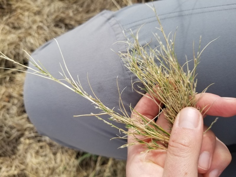 Creeping Muhly photo 8