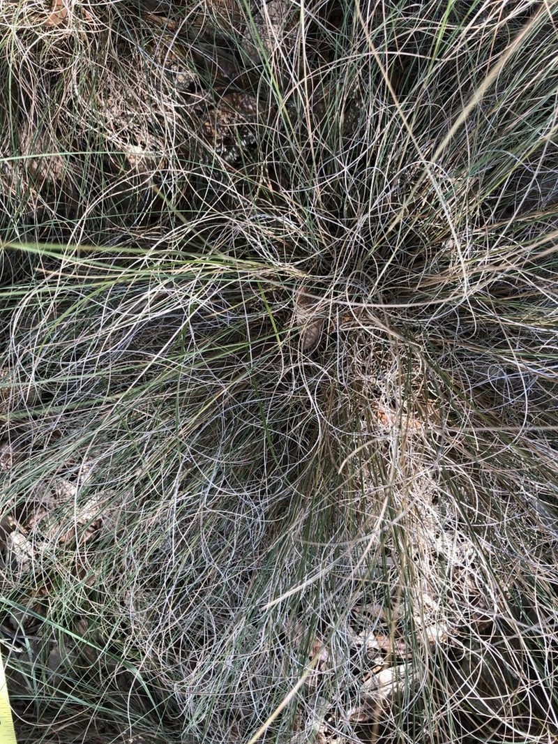 Seep Muhly photo 2