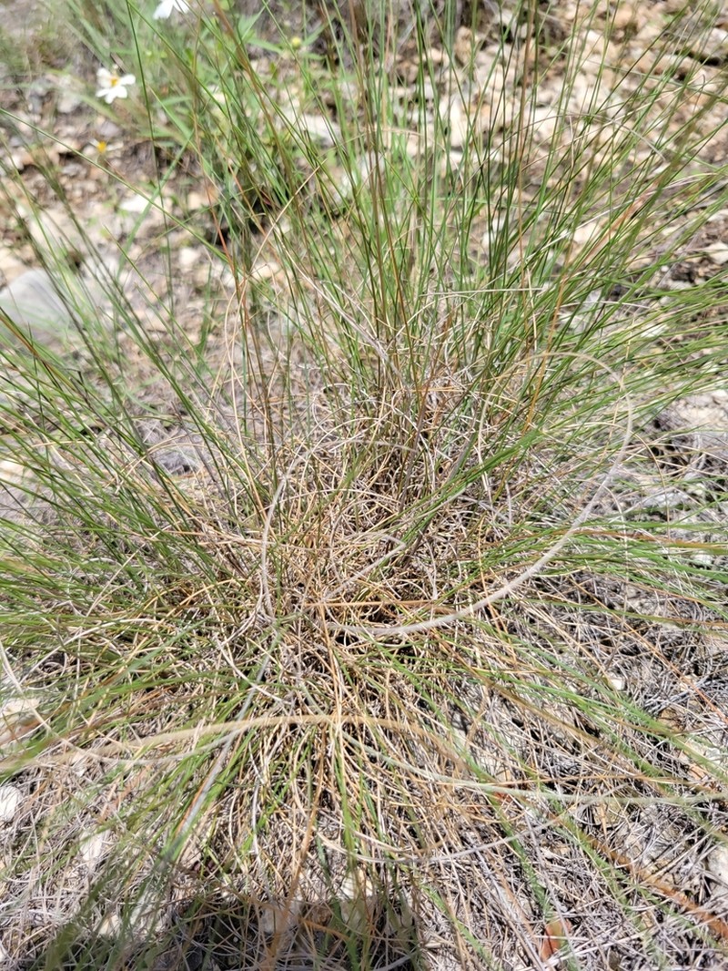 Seep Muhly photo 3