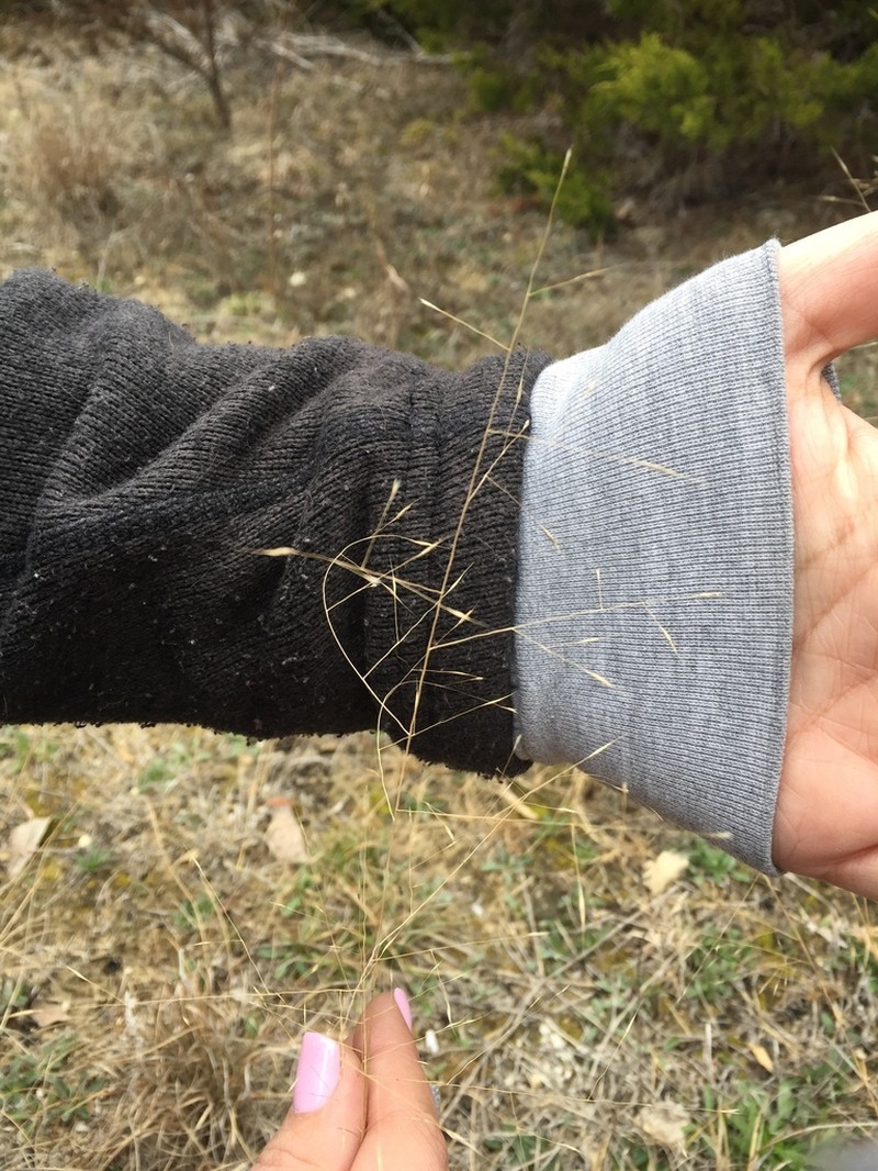 Seep Muhly photo 4
