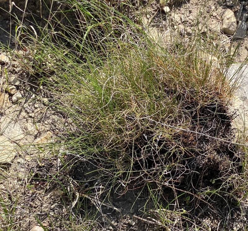 Seep Muhly photo 5