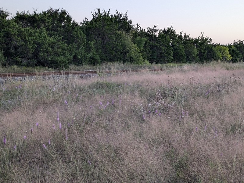 Seep Muhly photo 6