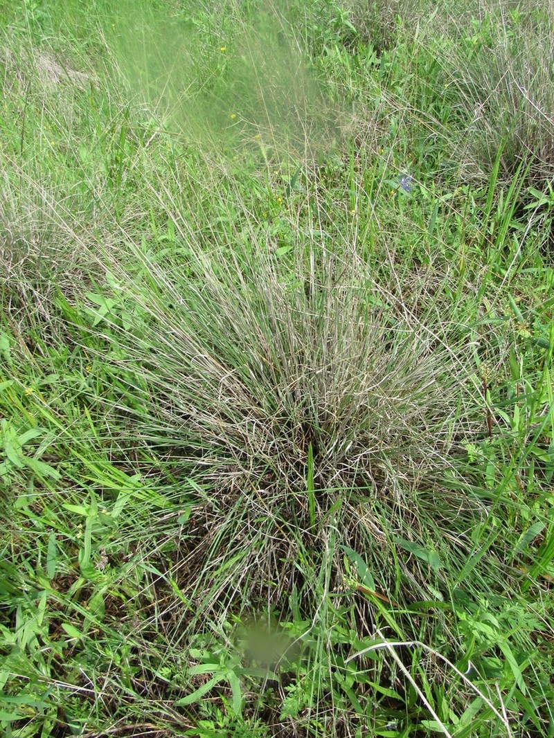 Seep Muhly photo 7