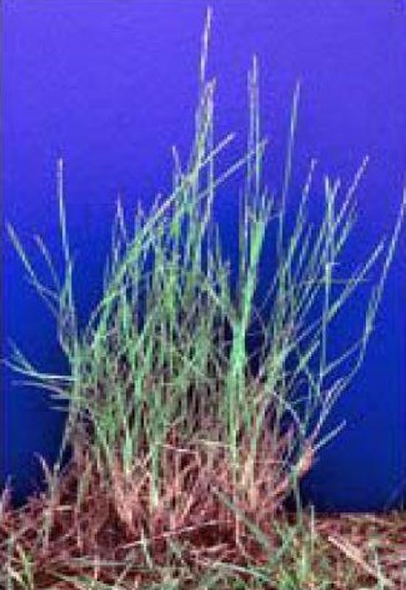 Mat Muhly