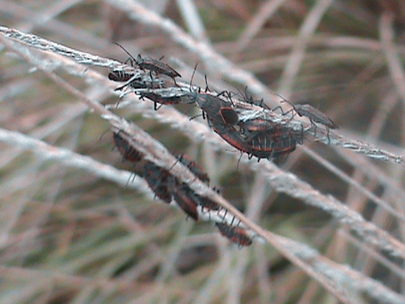 Deergrass photo 2
