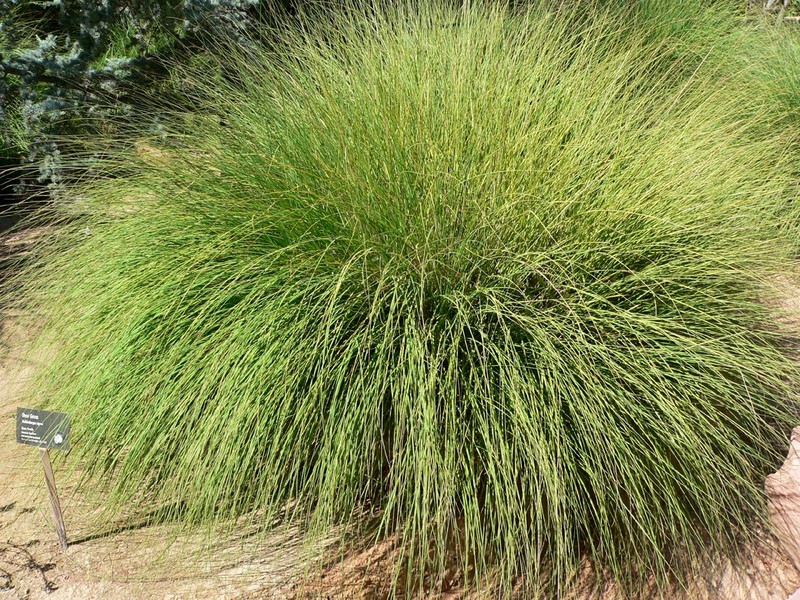 Deergrass
