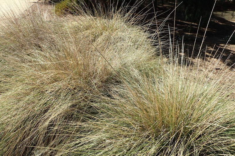 Deergrass photo 3