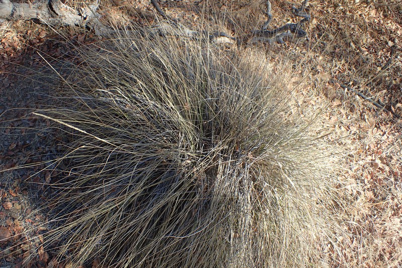 Deergrass photo 4