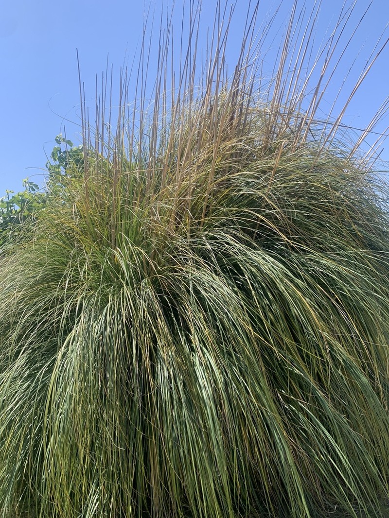 Deergrass photo 3