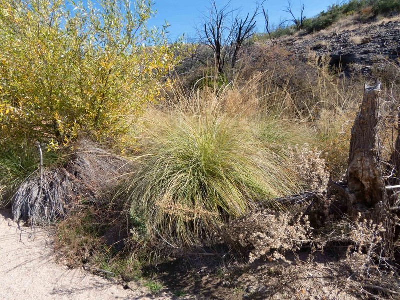 Deergrass photo 4