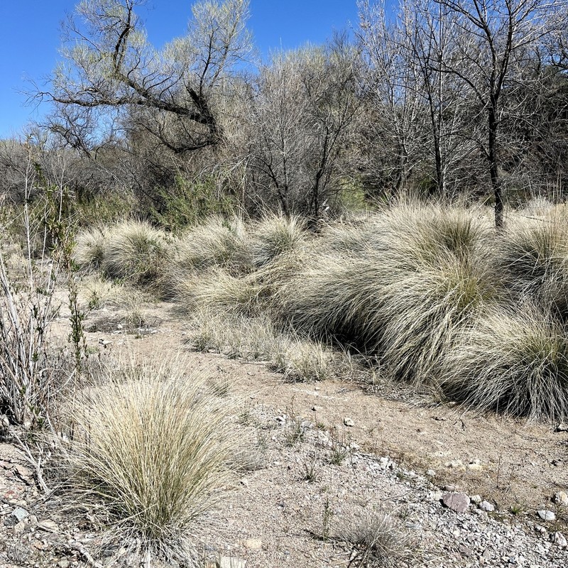 Deergrass photo 5