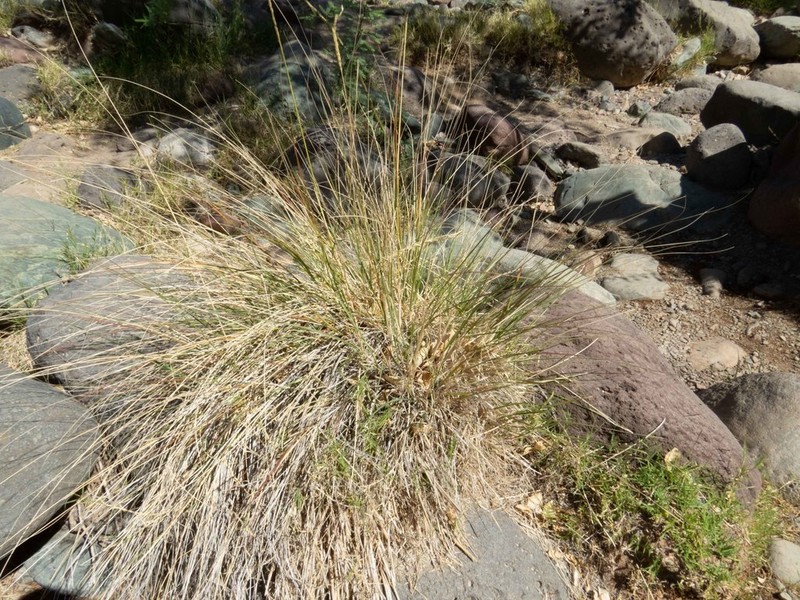 Deergrass photo 6