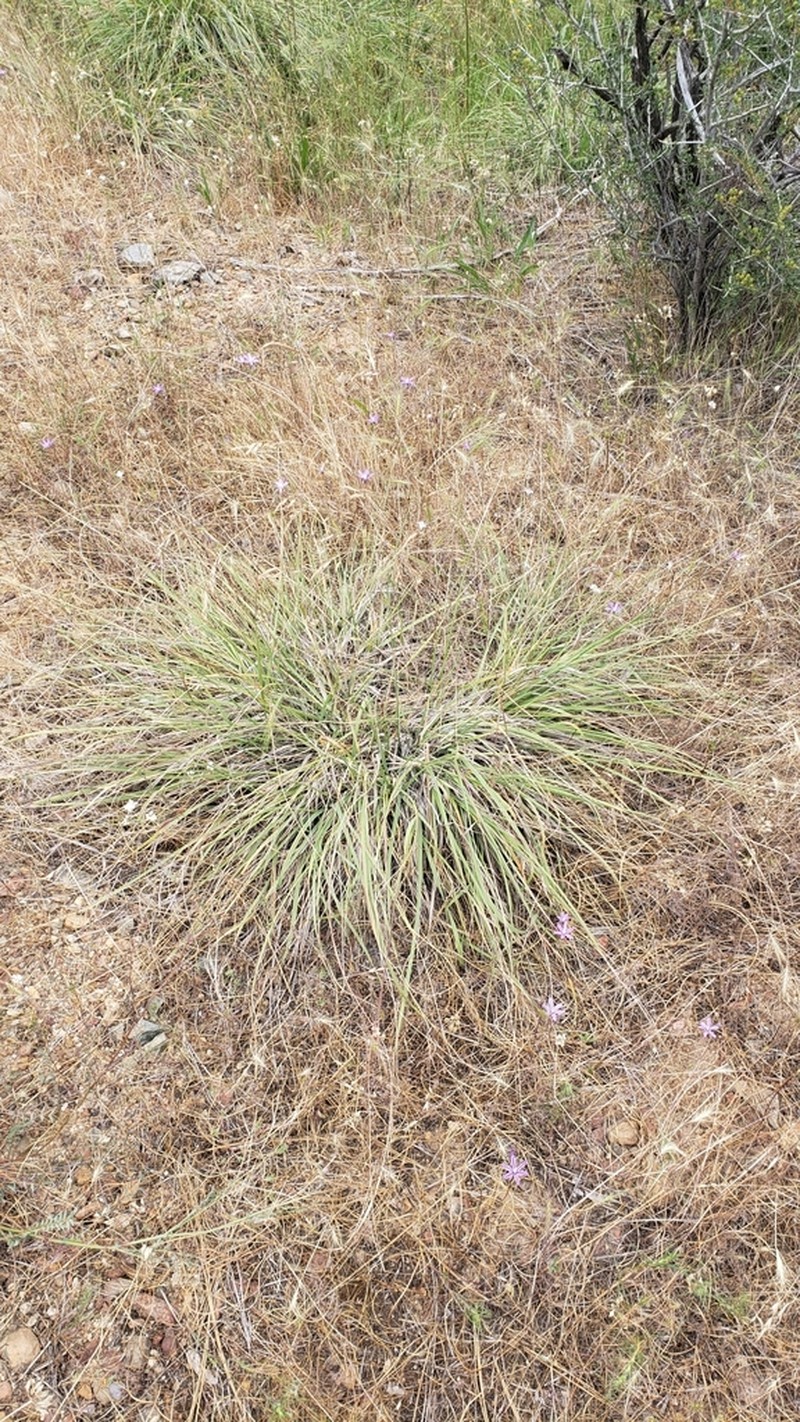 Deergrass photo 7