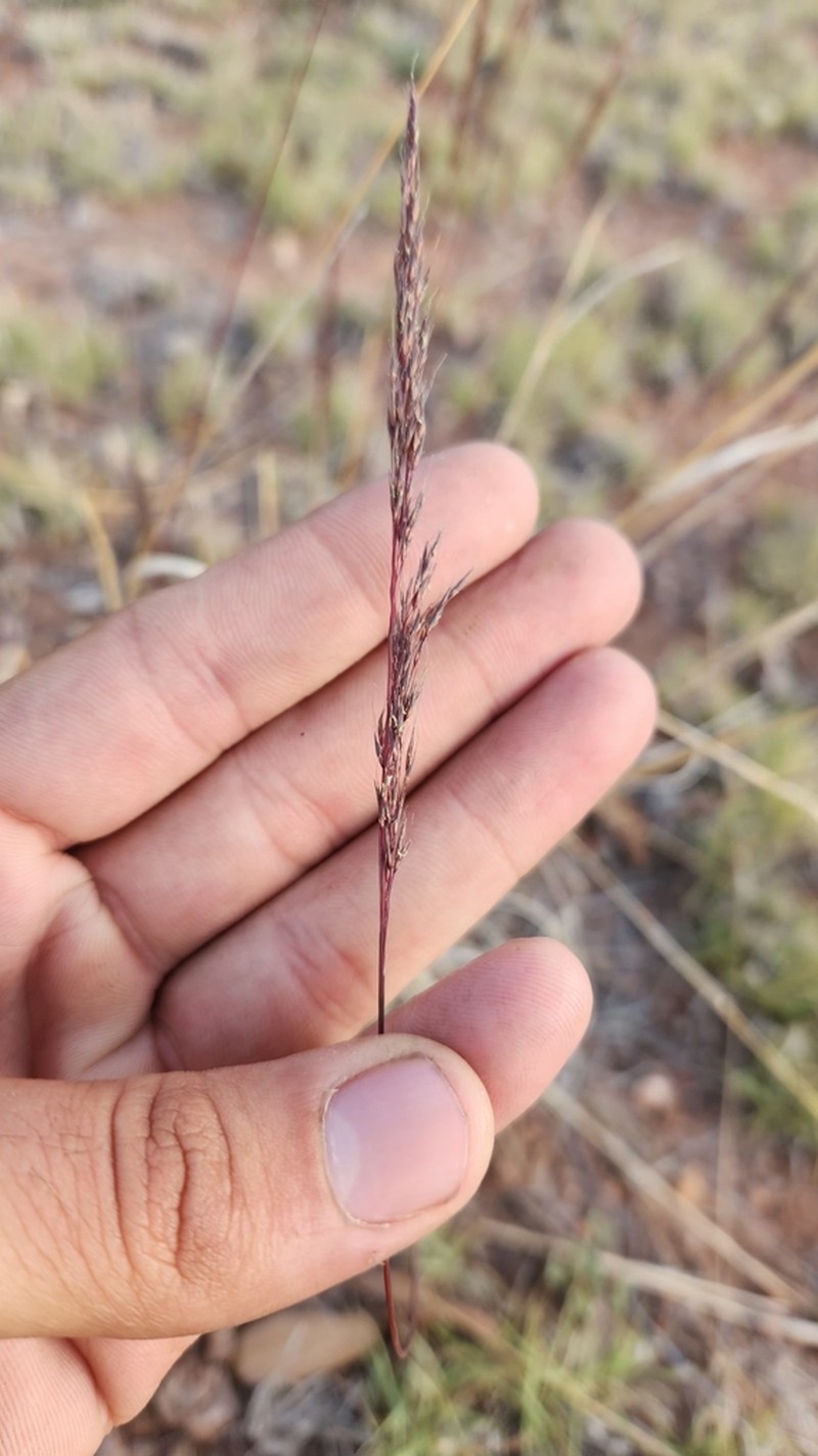 Purple Muhly