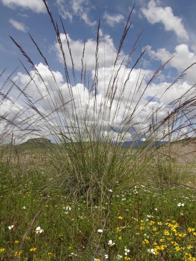 Purple Muhly photo 2