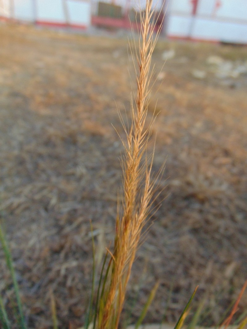 Purple Muhly photo 3