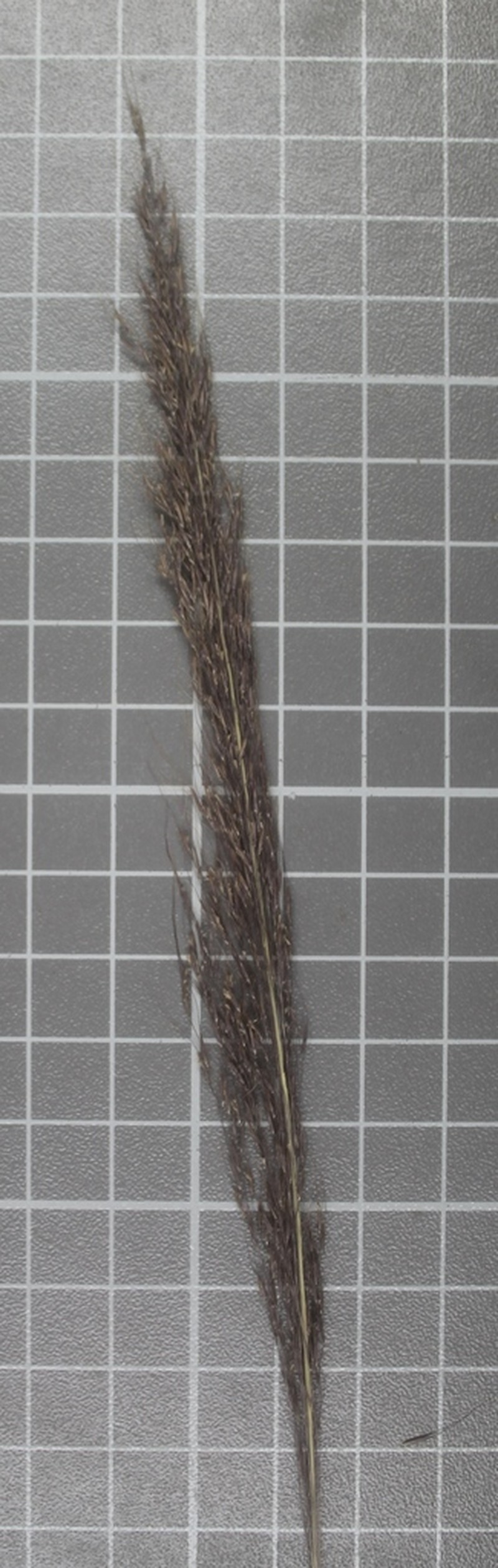 Purple Muhly photo 5