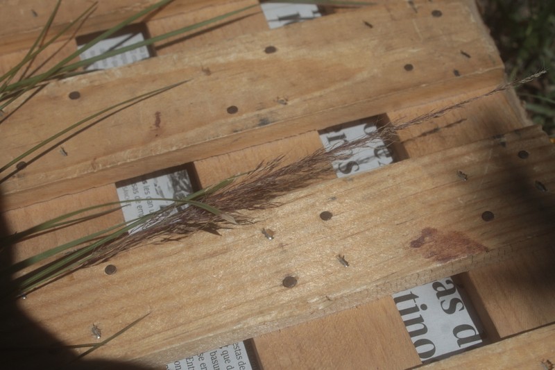Purple Muhly photo 6