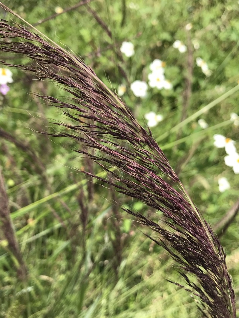Purple Muhly photo 7