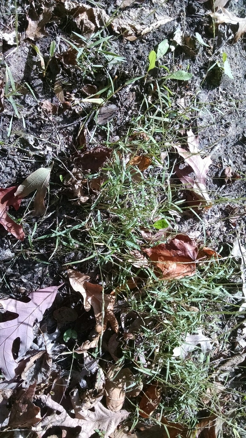 Nimblewill photo 2