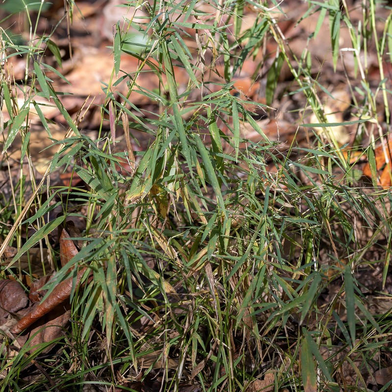 Nimblewill photo 3