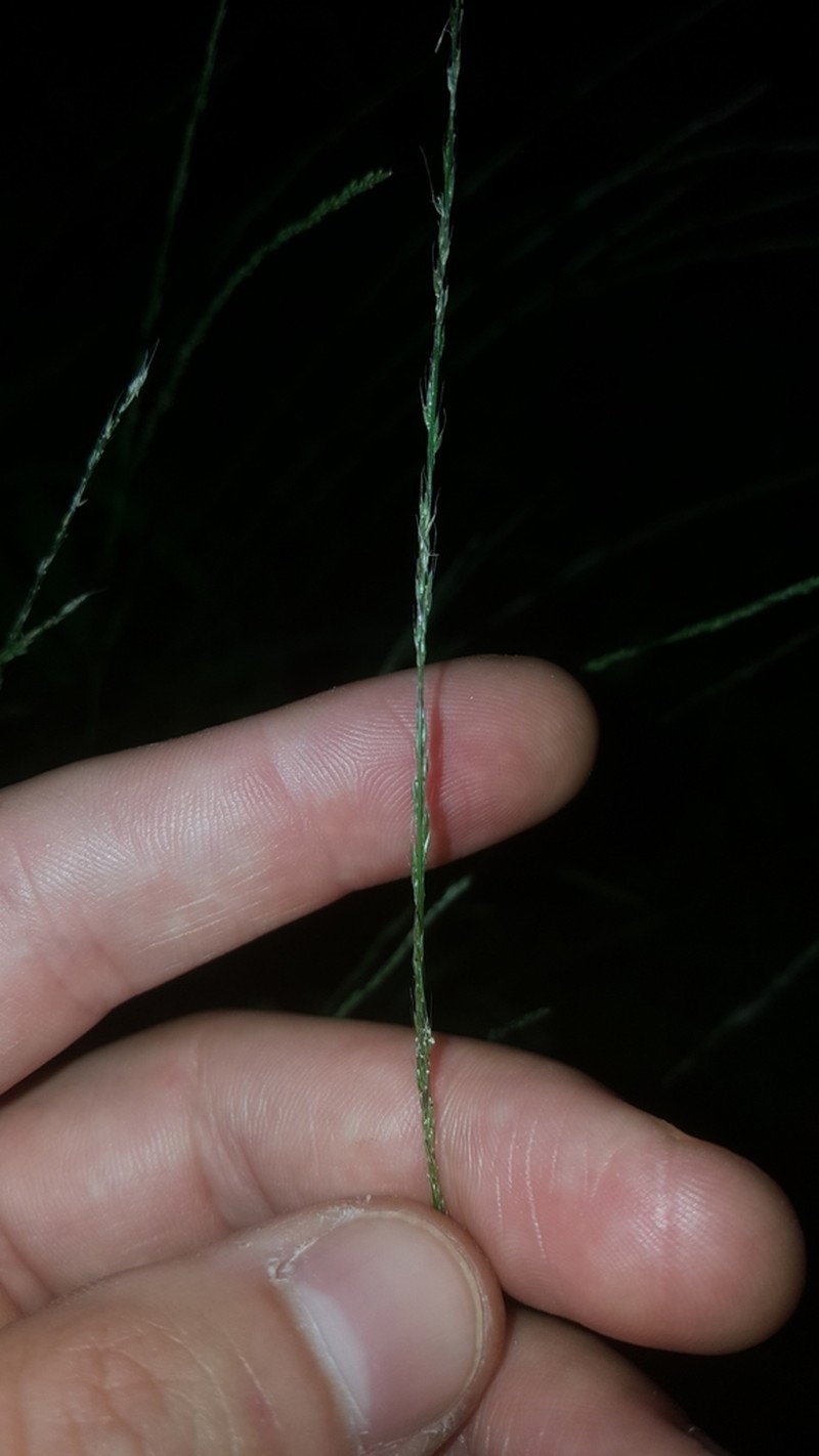 Nimblewill photo 4