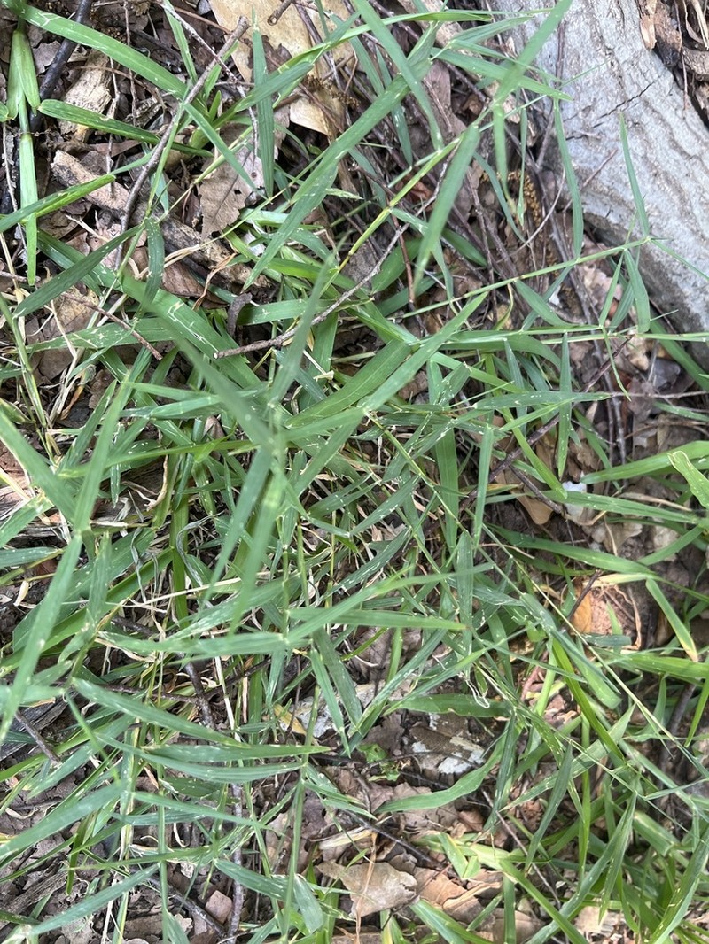 Nimblewill photo 7