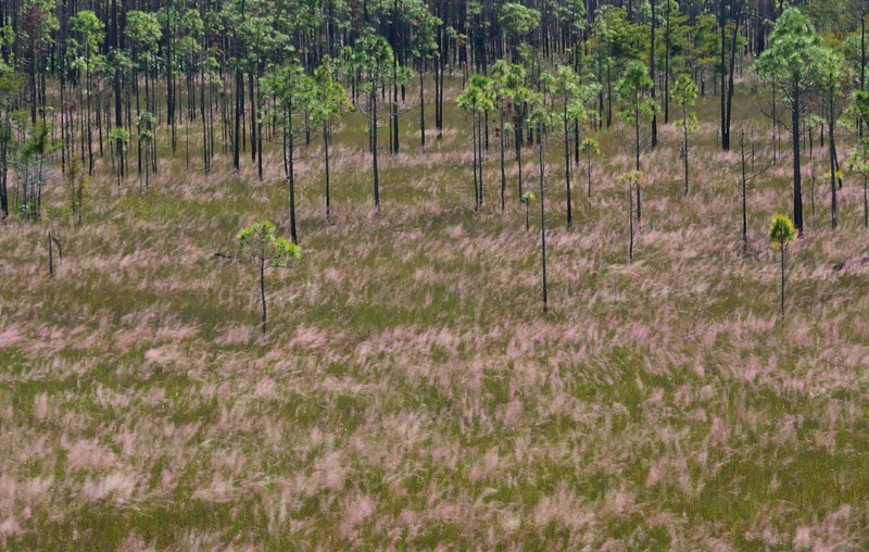 Gulfhairawn Muhly