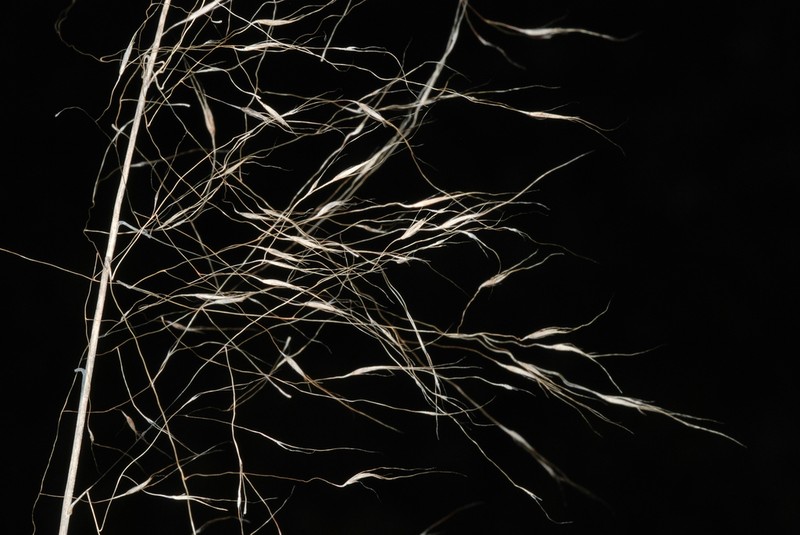 Gulfhairawn Muhly photo 2