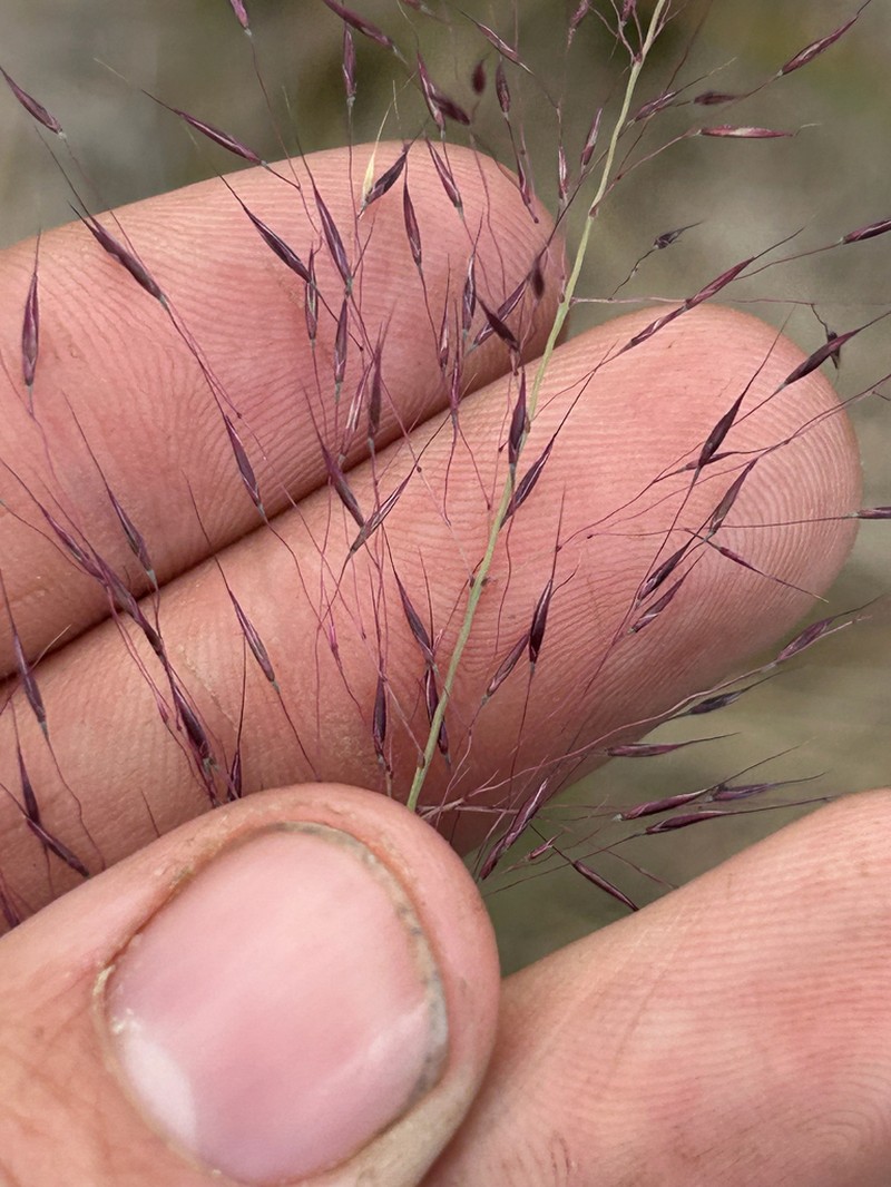 Gulfhairawn Muhly photo 3