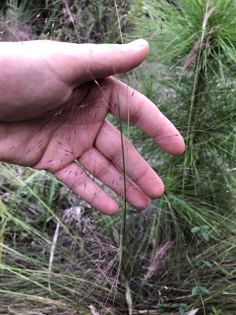 Gulfhairawn Muhly photo 4