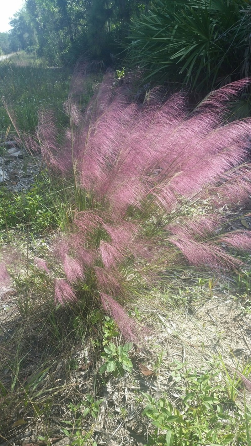 Gulfhairawn Muhly photo 5