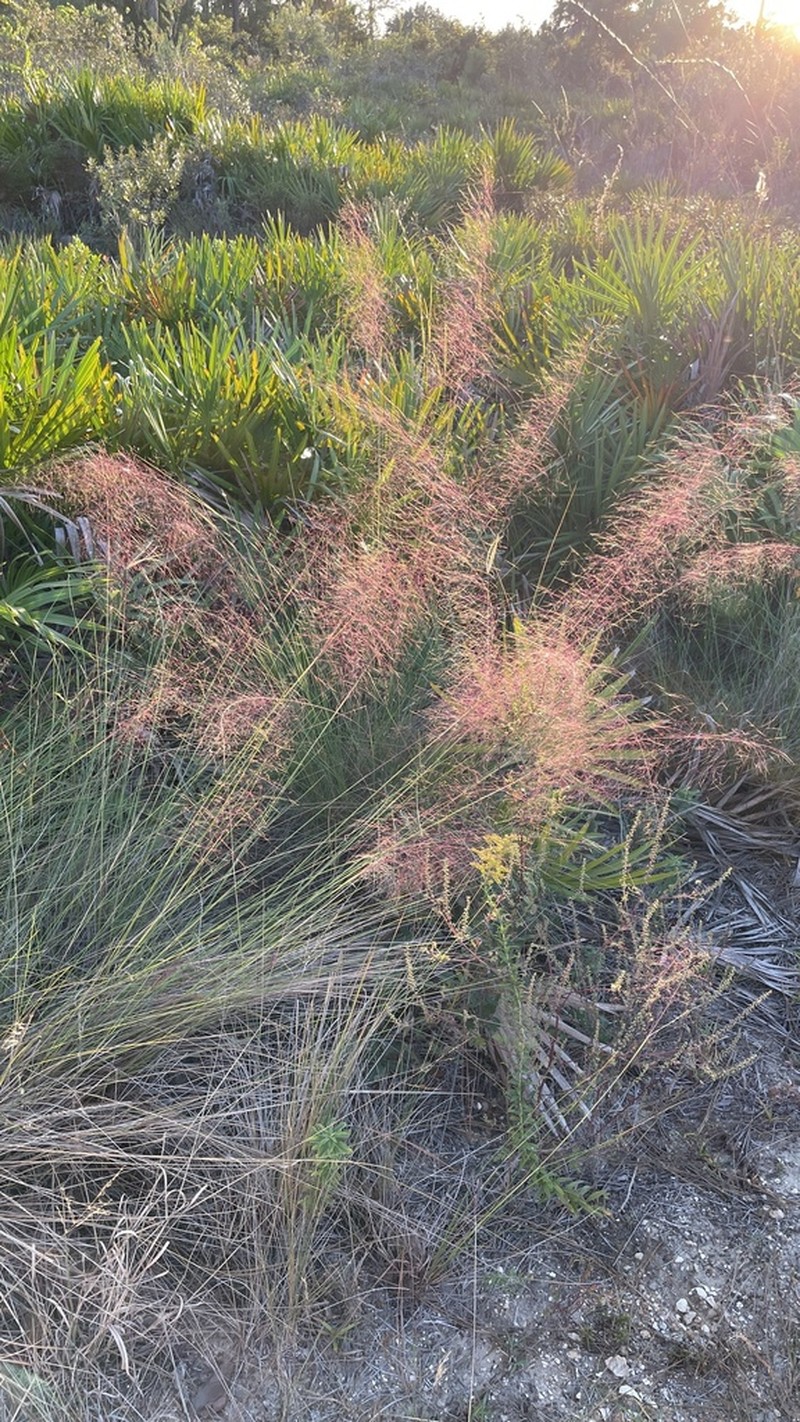 Gulfhairawn Muhly photo 6