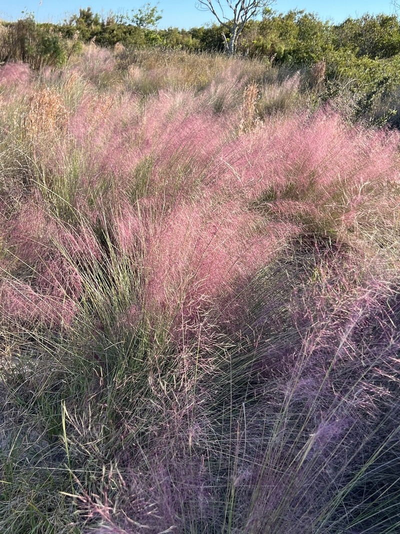 Gulfhairawn Muhly photo 7