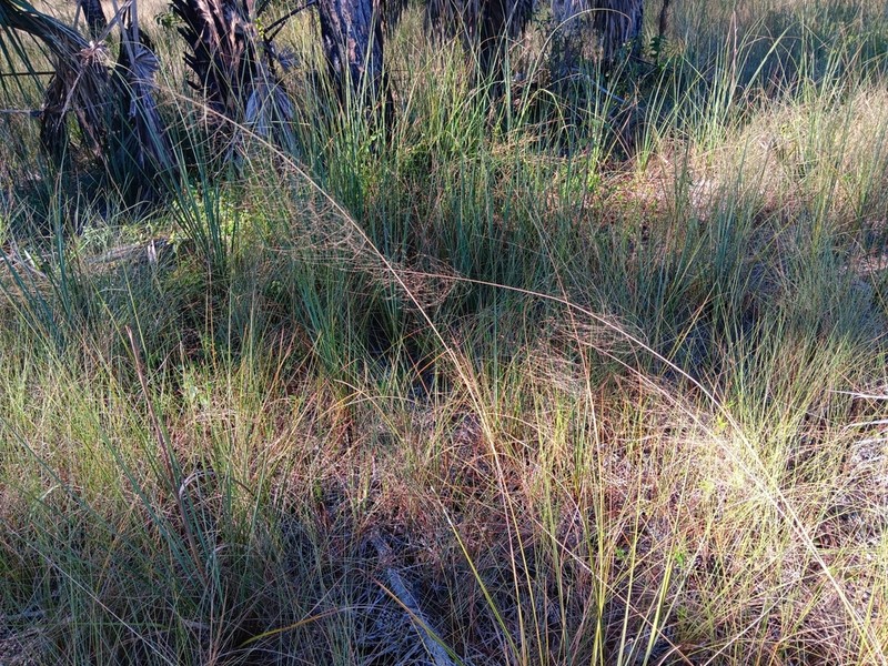 Gulfhairawn Muhly photo 8