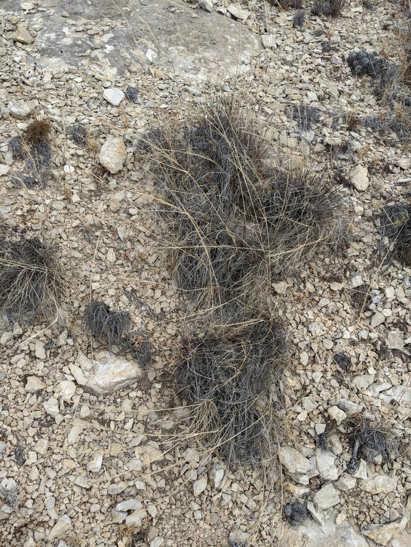 Curlyleaf Muhly photo 2